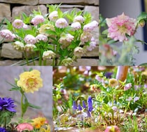 【50名様にチケットプレゼント】2日間だけの夢の祭典——「クリスマスローズの世界展 2026 〜魅惑の花たちの宴〜」開催！