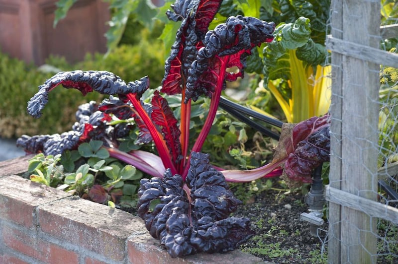 スイスチャード