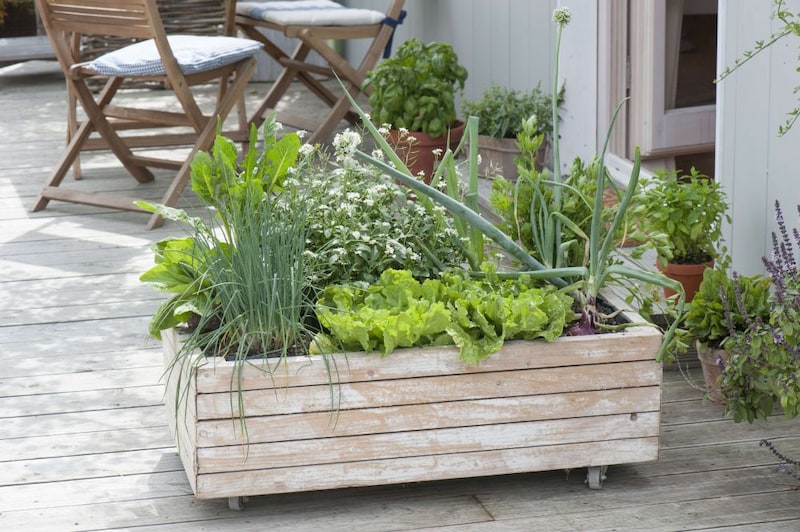 野菜の寄せ植え