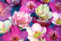 じつは知らない？ クリスマスローズのトリビア10｜花びらじゃない？ 毒？ 長生き？