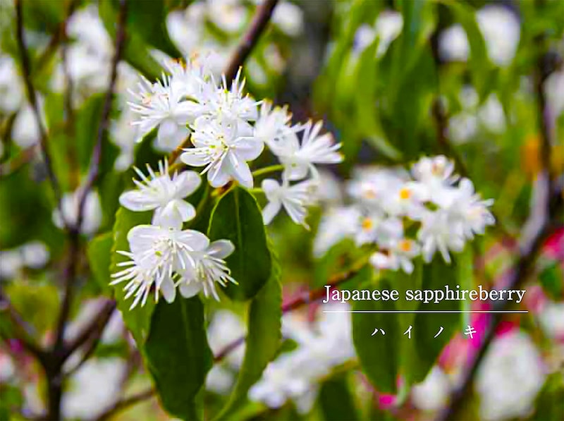 【人気の庭木】ハイノキの育て方｜枯らさないコツは？ ローメンテナンスで爽やかな常緑シンボルツリーを徹底解説