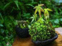 手軽にできる苔（コケ）栽培！ 癒やしの“苔植物”の基礎知識と枯らさない管理術