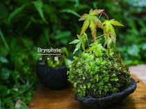 手軽にできる苔（コケ）栽培！ 癒やしの“苔植物”の基礎知識と枯らさない管理術