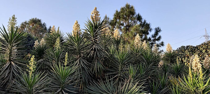 アツバキミガヨラン