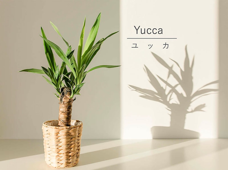 「青年の木」ユッカはなぜ初心者におすすめ?手間いらずで枯らさない育て方と置き場所