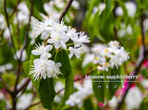 【人気の庭木】ハイノキの育て方｜枯らさないコツは？ ローメンテナンスで爽やかな常緑シンボルツリーを徹底解説