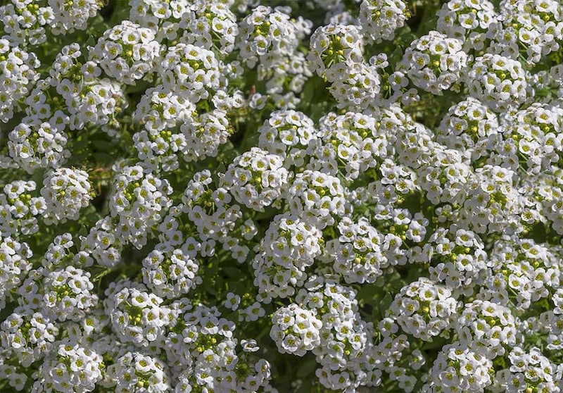 スイートアリッサム　イースターボネット