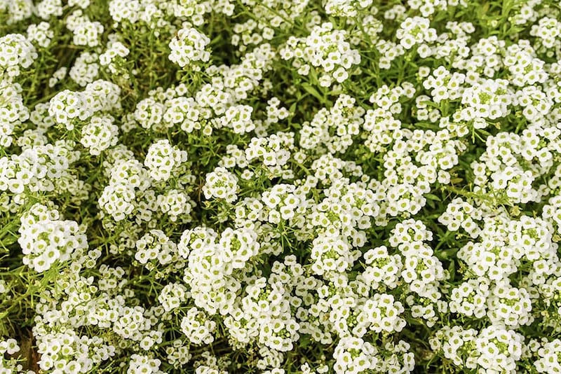 スイートアリッサム　スノークリスタル