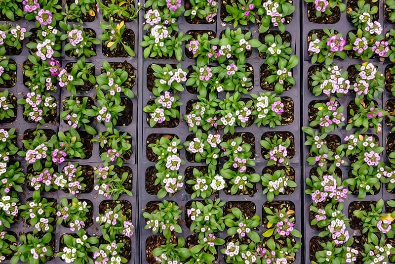 スイートアリッサムの種まき