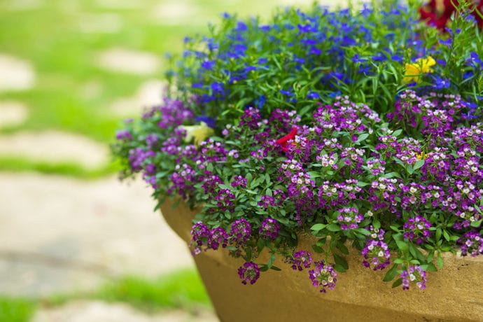 アリッサムの鉢植え