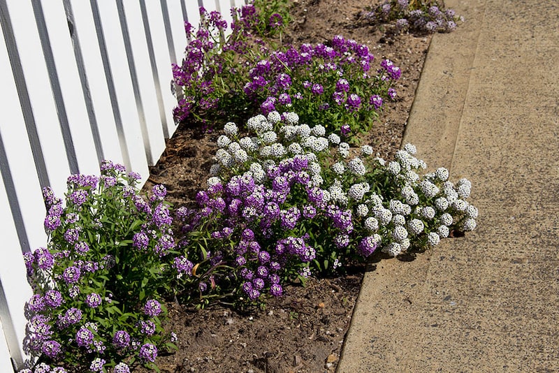 スイートアリッサム