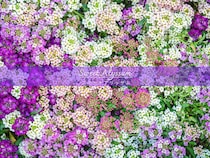 庭が甘い香りの花の絨毯に？ こぼれ種でも増える「スイートアリッサム」を長く咲かせる育て方