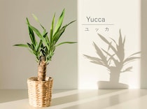 「青年の木」ユッカはなぜ初心者におすすめ？手間いらずで枯らさない育て方と置き場所