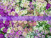 庭が甘い香りの花の絨毯に？ こぼれ種でも増える「スイートアリッサム」を長く咲かせる育て方