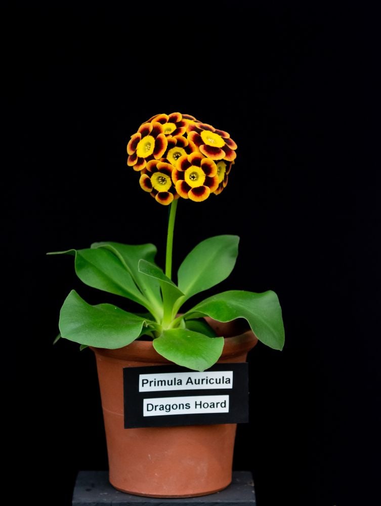 アルパインオーリキュラ(ゴールドセンタード)の‘ドラゴンズホード’