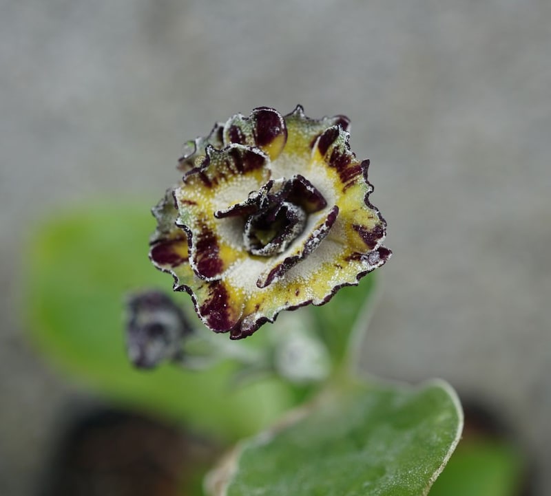 ストライプ系の‘マーリンストライプ’