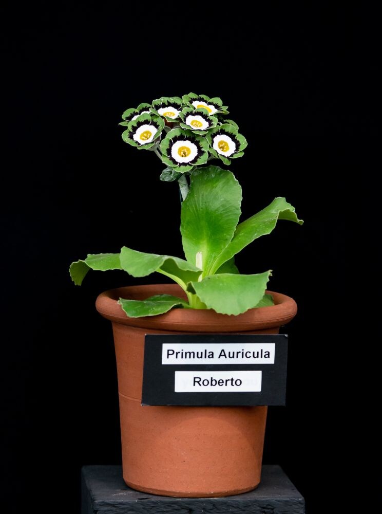 エッジショウオーリキュラ(グリーンエッジ)の‘ロベルト’