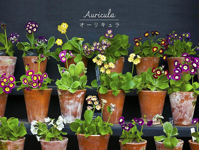 英国の園芸愛好家を虜にした“生ける宝石”オーリキュラとは? 系統別の特徴から、失敗しない夏越しのコツまで徹底解説