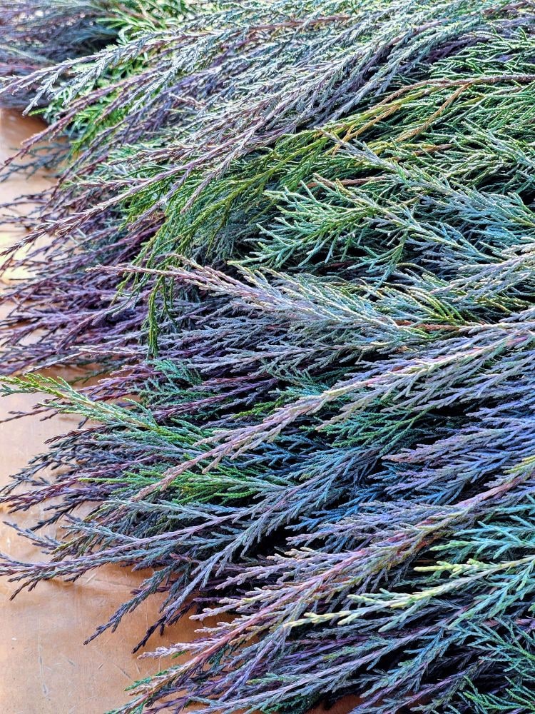 コニファー‘ブルーエンジェル’