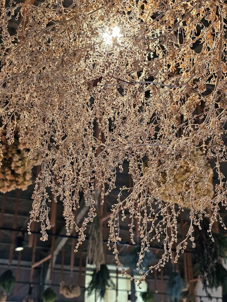 ニガヨモギのドライ