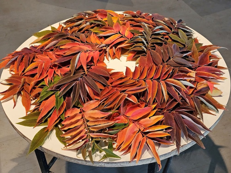 ナナカマドの紅葉