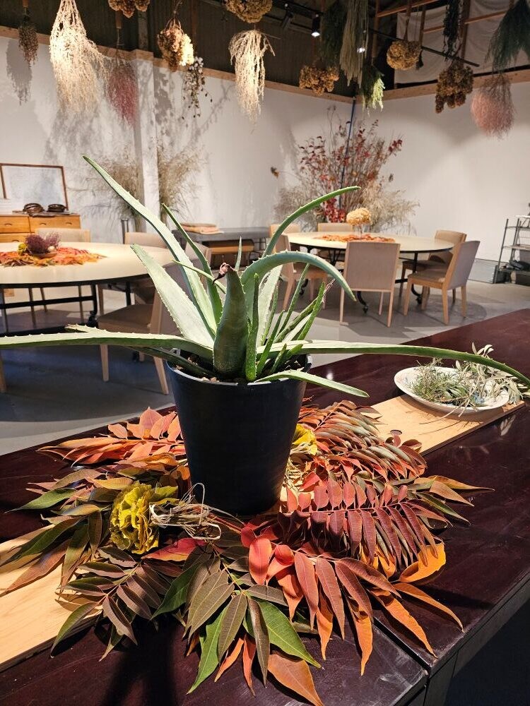 ドライフラワー