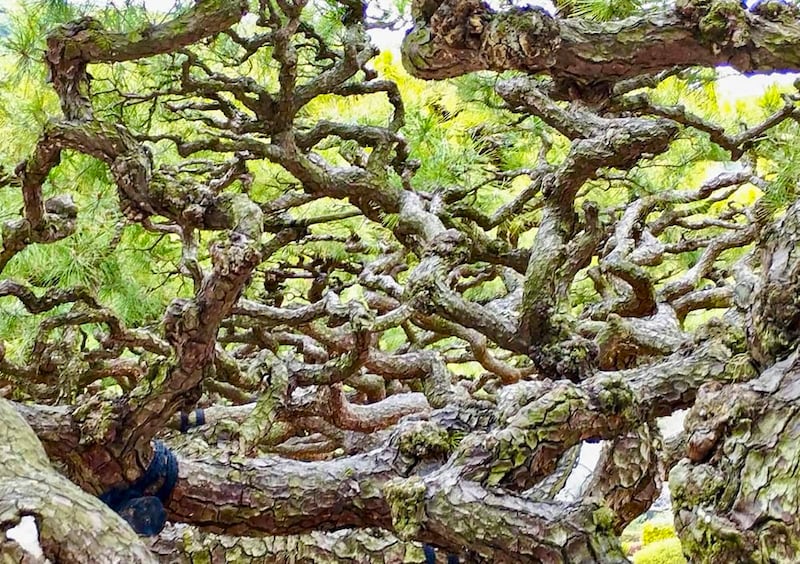 栗林公園(香川・高松市)