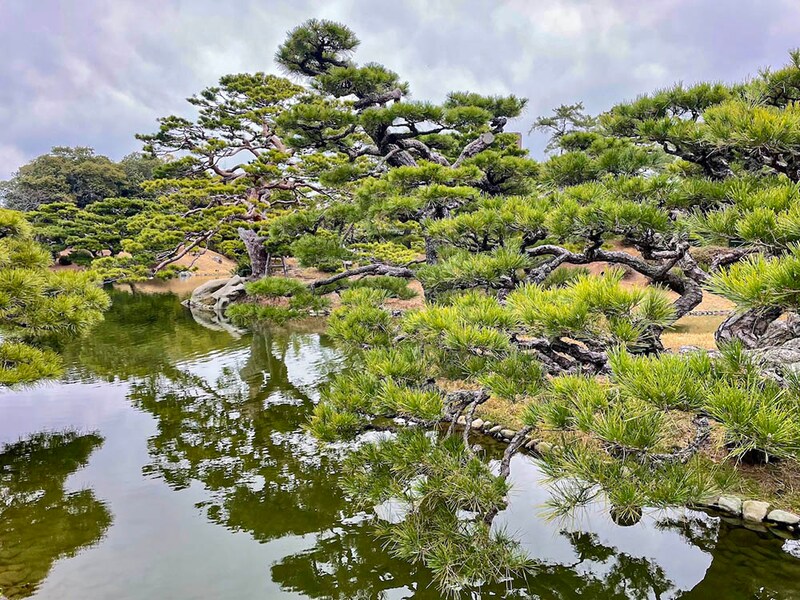 栗林公園(香川・高松市)のクロマツ