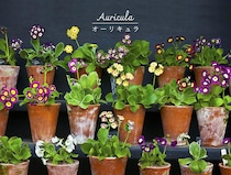 英国の園芸愛好家を虜にした“生ける宝石”オーリキュラとは？ 系統別の特徴から、失敗しない夏越しのコツまで徹底解説