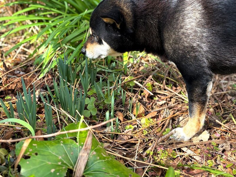 犬と球根植物