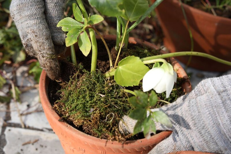 クリスマスローズの植え付け