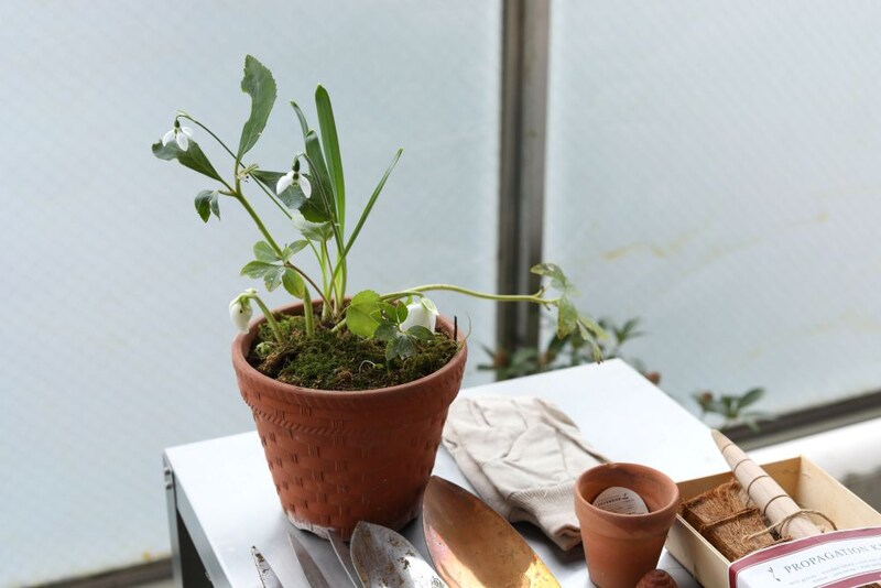 庭の花の鉢上げ