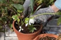 庭の片隅で眠る球根をお引越し！ お気に入りの鉢に移して「手元の春」を楽しむ方法と注意点