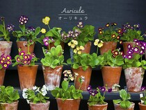 英国の園芸愛好家を虜にした“生ける宝石”オーリキュラとは？ 系統別の特徴から、失敗しない夏越しのコツまで徹底解説