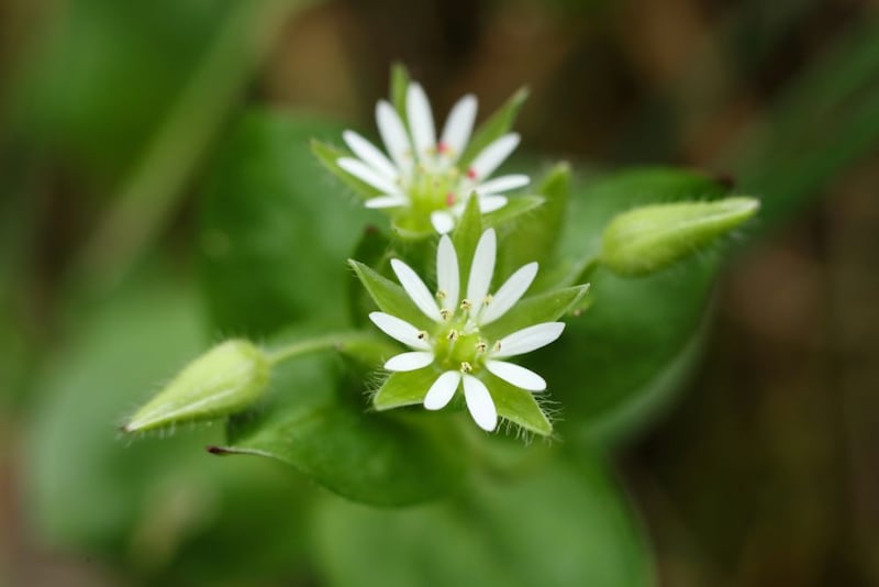 あなたは分かる? 野原や道端で目にする身近な野草の名前【Let’s Try! 植物クイズ】Vol.36