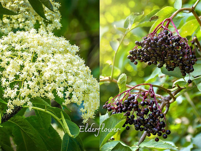 エルダーフラワー