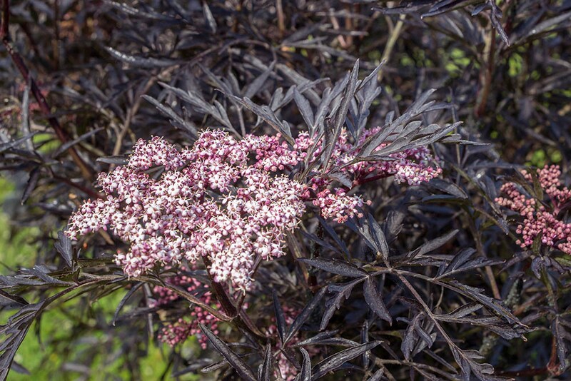 ‘ブラック・レース’　Sambucus nigra  ‘Black Lace’
