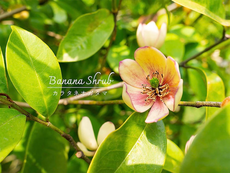 カラタネオガタマ