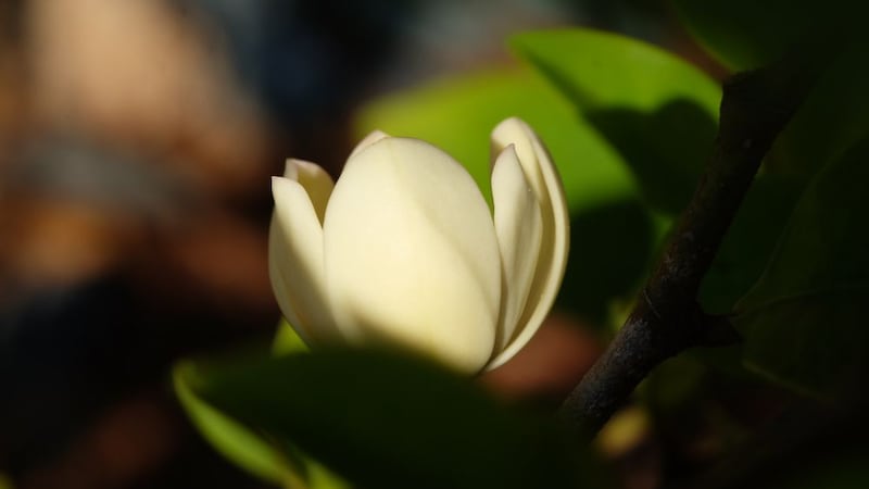 カラタネオガタマ