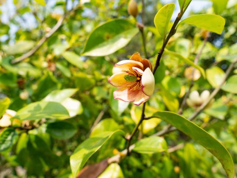 カラタネオガタマ