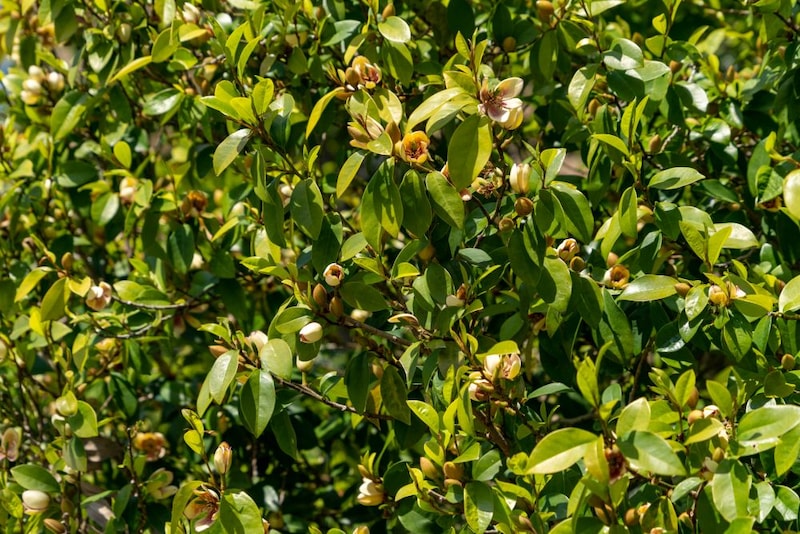 カラタネオガタマ