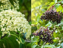 ハリー・ポッター「ニワトコの杖」の正体！ 魔法の木「エルダー」の意外な伝説と育て方