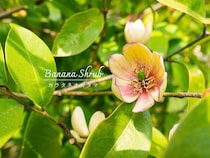 庭からバナナの香り⁉︎ 甘い芳香が魅力の常緑樹「カラタネオガタマ」の育て方