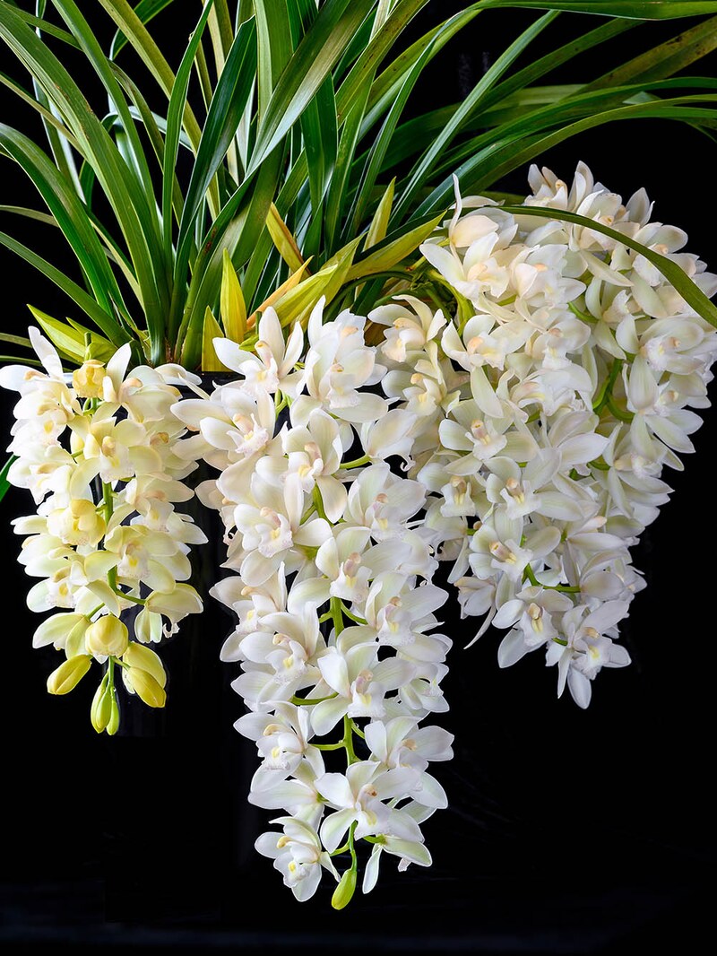 サラジーン’アイスキャスケード’ 