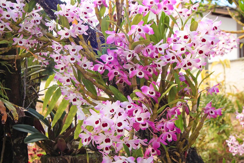 デンドロビウム・ノビル系