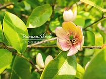 庭からバナナの香り⁉︎ 甘い芳香が魅力の常緑樹「カラタネオガタマ」の育て方