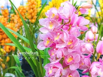 洋ランなのに寒さに強い？ 初心者でも「2カ月咲かせ続ける」シンビジウムの育て方