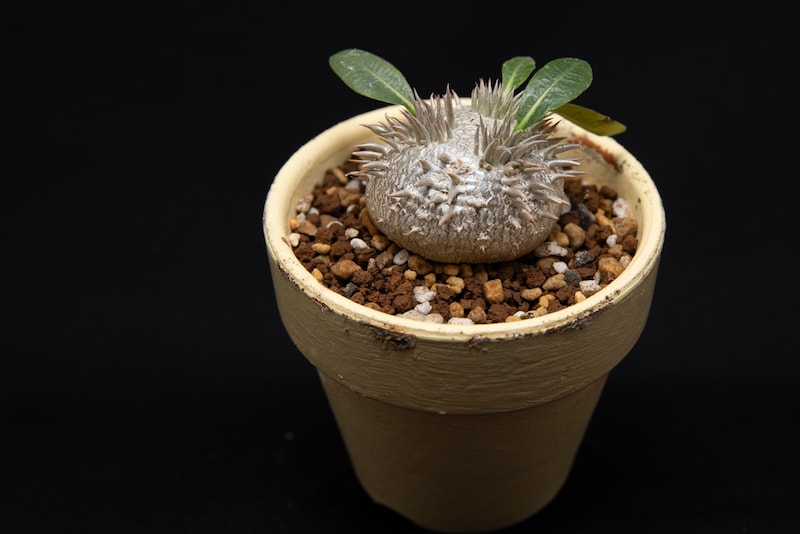 実生恵比寿笑い小苗