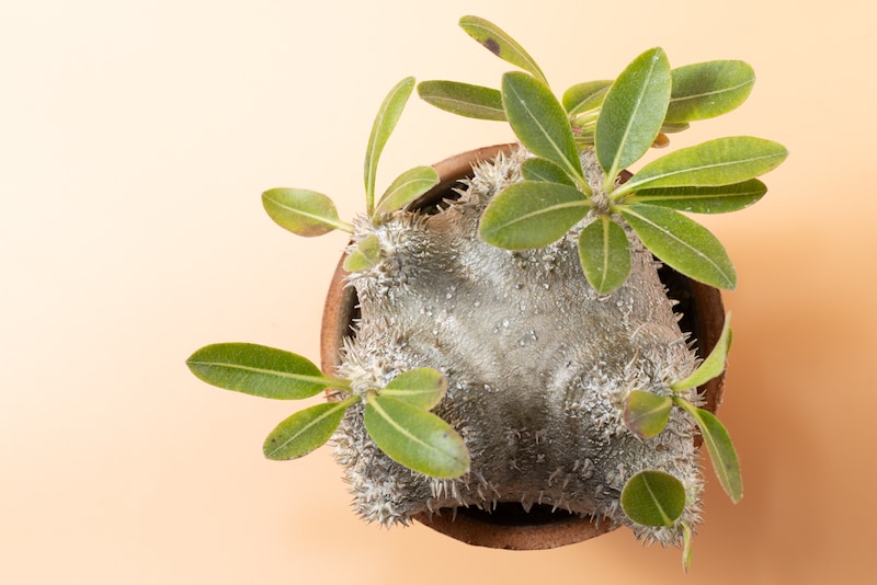 恵比寿笑いを直上から