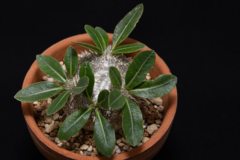 恵比寿笑いの葉